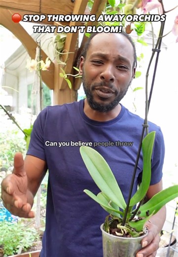 Orchid Care Tips for Blooms