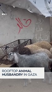 22K views · 618 reactions | Palestinian livestock trader Hamid Salih is forced to rear his animals on the roof of his home, after Israeli attacks destroyed his farmland. Farming was a vital part of Gaza’s economy before Israel's genocidal war, with Gaza’s Food and Agriculture Organization saying over 40% of the enclave’s land was used for crops, orchards and livestock. | TRT World | Facebook