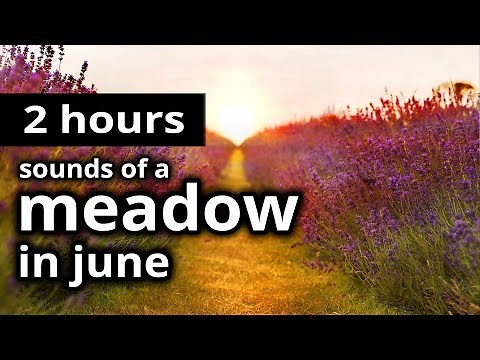 SOUNDS of SUMMER: "A meadow in June" - Birds, Crickets, and Insects - RELAXATION + SLEEP SOUNDS