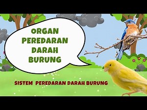 Organs and the Circulatory System of Birds (Aves) | IPAS