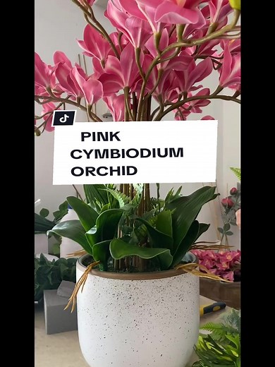 8pcs Pink Cymbidium Orchid for Wedding Arrangements