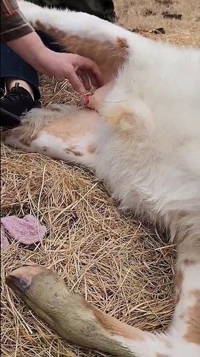 How to castrate a bull calf in under a minute ‪@UncleTimsFarm‬ #kärnəvór