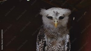 Close up white owl sleepy face when day time. The footage is suitable to use for animal wild life and animal content media.