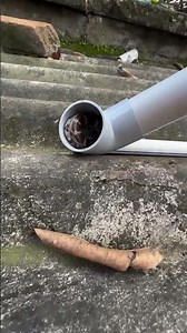 Baby Python Snake Rescue #highlightseveryone #snake #phython #shorts