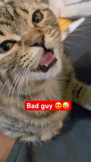 The owner of my home is this guy 😂🙈#cat #prettycat #catlovers #viralcats #lovelycat #catworld