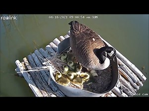 Baby geese hatching DIY nest box
