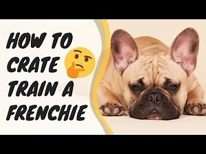 Crate Train French Bulldog