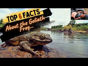 Facts About the Goliath Frog