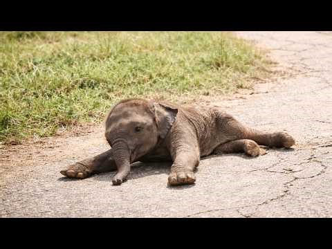 A baby elephant with paralyzed legs is crying for help; what happens next will bring you to tears.