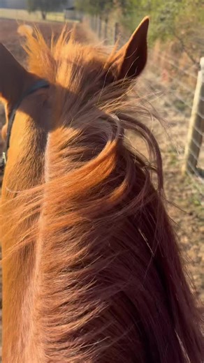 Core Nutrition - Equine Supplement on Instagram: "Get Up. Get After It.. Chase those GOALS.. Let us know how we can help.. www.corenutritionequine.com"