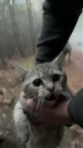 Poor Cat Luna Baby Is Looking For Her Mother 😿😭🌪️ #cat #cats #tornado #catrescue #shorts #viral #ai