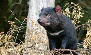 Thousands of penguins wiped out by Tasmanian devils