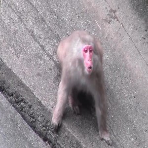 51K views · 574 reactions | An angry monkey messed up the monkey's cage. Monkey Life | Monkey Life | Facebook