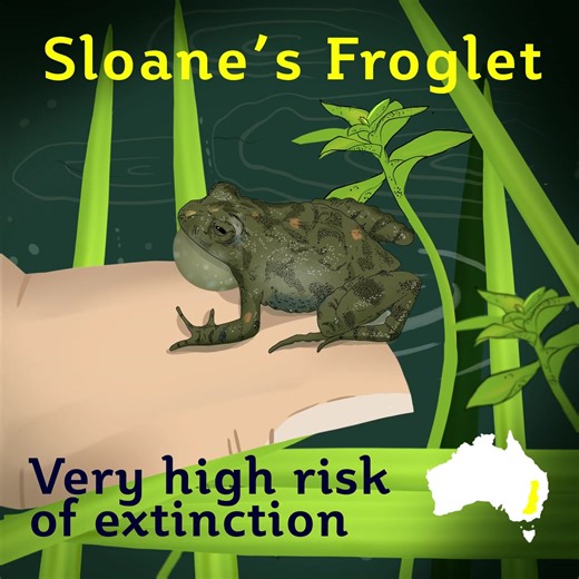 SOUND ON to meet one of the tiniest — and most endangered — residents of the Murray-Darling wetlands 💚🐸 Let the Vic govt know you want it protected > envict.org/murraydarling-extinction calling on them to deliver the vital water it needs to survive! If our govt is serious about protecting threatened species like the Sloane's froglet, they NEED to get serious about delivering on their promises in the Basin Plan. It's time to stop delaying action and support buying water to save our wildlife and