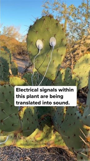 This cactus is generating music in real time