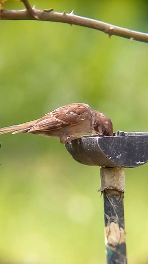 11 comments | Ini ayah ojak, sodaranya haji Udin, iparnya si Ucup, pamannya botol kecap, juga menantunya si Markimad anaknya pak mulyonok, tetangganya si Ramboo simple bukan ? Telephoto paralon rakitan (akromatik 72/700 mm + Pixel 4a 5G) | Dedy Susanto | Facebook