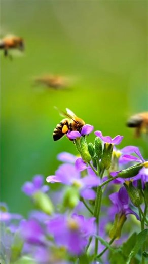 Hani Hani ki makkhi #wildlife #disneyanimation