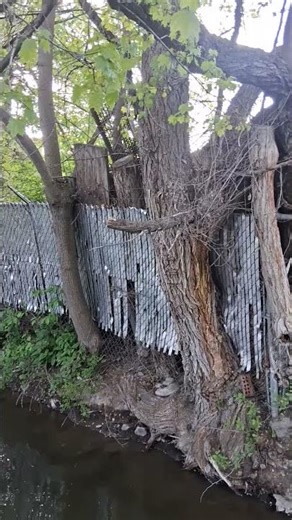 Fence Inside A Tree In My Neighborhood Part 2