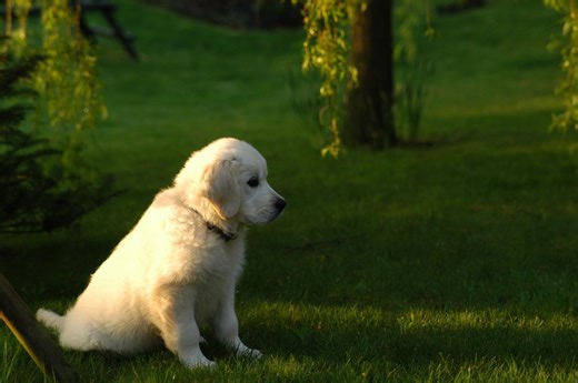 10 Ideas for Spending Quality Time With Your Dog
