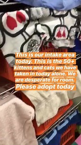 10K views | Cat Haven WA on Reels | Facebook