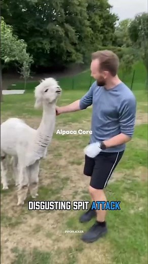 Why Alpacas Spit at People 😳🦙#alpaca #animals #animalfacts #wildlife #funfacts