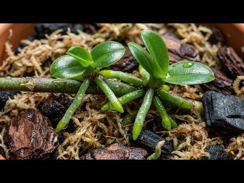 Even beginners can do it – orchid care from A to Z.