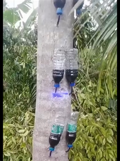 Tree Inoculation EXPLAINED#interestingfacts #earth #facts