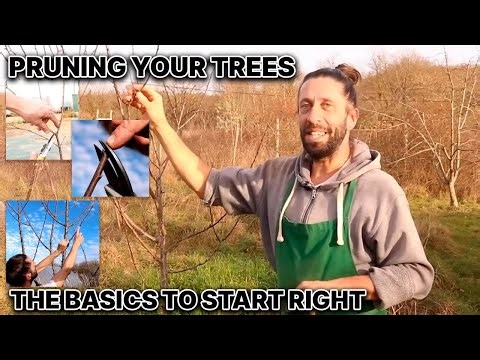 Tree Pruning 101: Everything You Need to Get Started