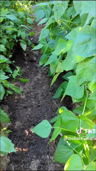 The Backyard Farms on TikTok