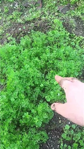 Carrots vs Weeds: Winter Struggle on the Farm