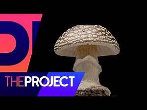 A field guide to the fungi of Aotearoa | The Project NZ