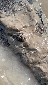 18K views · 3.4K reactions | Ever wondered why Salties are called Mud Geckos..? | Wildman Adventures | Facebook