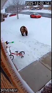 6.1K views · 37 reactions | This is the moment a wild bear attacks a young boy… until the family dog steps in and saves him. Pure bravery caught on CCTV. Follow for more unbelievable camera footage! #CCTVFootage #bearattack #DogSavesKid #HeroDog #CaughtOnCam #UnbelievableMoments #ViralReels #RealLifeHero | Eye Of The Lens | Facebook