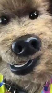 4.3K views · 12 reactions |  'We're just normal men, we're just innocent men.' Celebrating 15 years on CBBC our favourite furry presenter Hacker T Dog joined the Connor Phillips Show for the day. | BBC Radio Ulster | Facebook