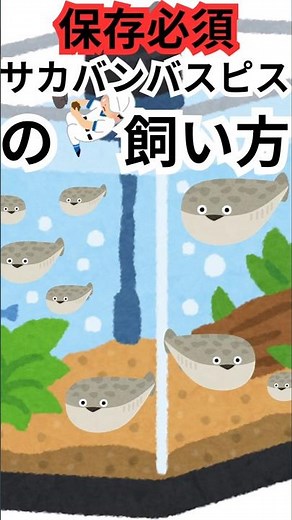 サカバンバスピスの飼い方