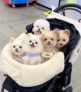 35K views · 5.2K reactions | Cutest Puppies  | Puppies Club | Facebook