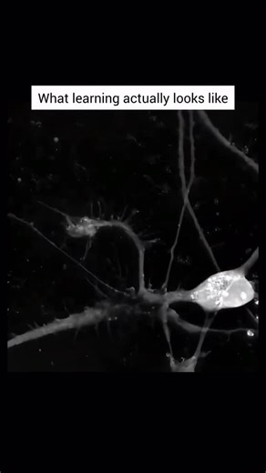 Rewild Be Free Life on Instagram: "Beautiful video by @biologyscienc of neurons forming connections. 🧠 This happens when a neuron extends to an axon to meet another neuron’s dendrites or cell body. At the synapse, the first neuron releases neurotransmitters, which are chemical messengers that travel across a small gap and bind to the second neuron, causing it to either fire its own signal or remain quiet. This entire process is a fundamental mechanism of how neurons communicate, and it can be s
