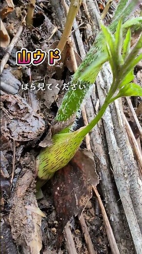 山ウドとシシウドの見分け方 #山菜 #見分け方 #山ウド #シシウド #似てる