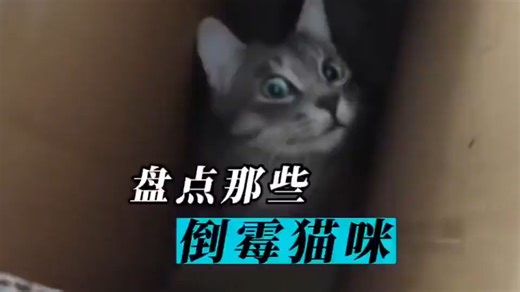 盘点那些倒霉猫咪！！
