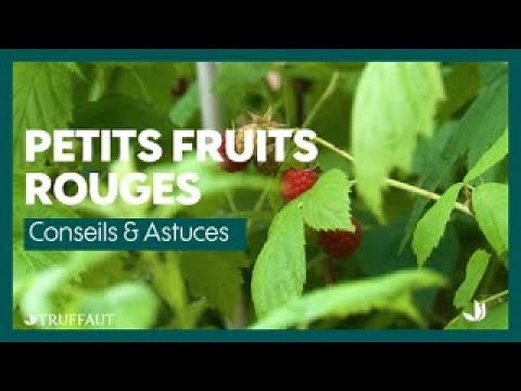 Quels petits fruits rouges pour votre jardin ? - Truffaut
