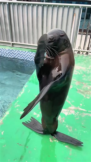 Funny Cat Reactions to Toys