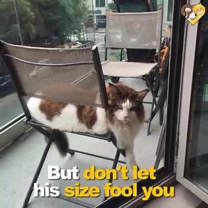 4.4K views · 167 reactions | Meet Samson The largest cat in NYC | Love Kitty. | Facebook
