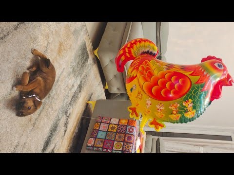 लूना कॉक टॉय से खेल रही है