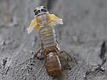 Brood X cicadas shed outer shells and emerge from 17-year hibernation