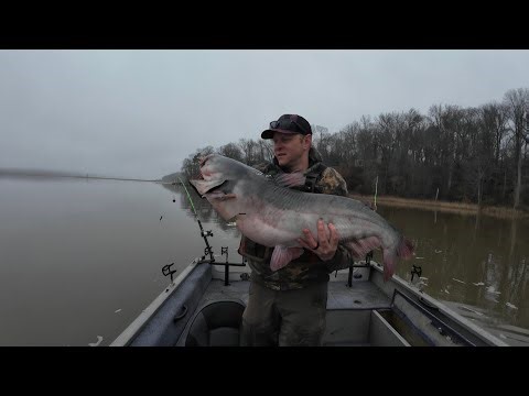 Follow the Perch, Find the Catfish