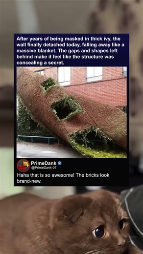 Nature just did a reveal 🌿😲 | funny memes | relatable American memes | dank memes