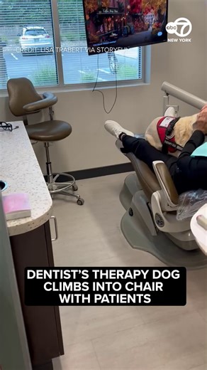 19M views · 203K reactions | Anxious about your dental visit? Annie, a dental therapy Labrador who works at a Colorado clinic, is in charge of caring for patients while 'our team works their magic,' Highlands Ranch Dental Care wrote on Facebook. | ABC7NY | Facebook