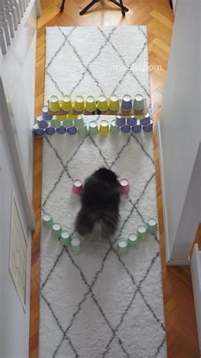 37K views · 1K reactions | Mocha is back again with yet another obstacle in front of her! Watch till the end to see how she tackles the most challenging round 6. You will be left bamboozled what she did for that one!! #pomeranian #dog #fluffydog #fluffy | Mocha Pom | Facebook