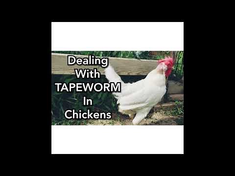 Chicken with TAPEWORMS - What it looks like - How to recognize it - Dealing with worms in chickens