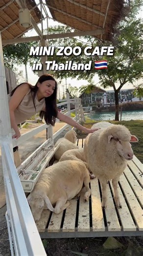 12 reactions · 103 shares | Super cute ng animals especially the chickens!!!!  CASH ONLY no credit card terminal ILoveFarm #thailandcafe #thailandcoffeeshop #thailandfarm #ilovefarm | Hieatsreych | Facebook